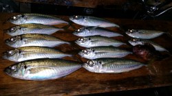 田辺文里（もり）湾のアジ情報