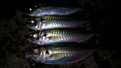 田辺文里（もり）湾のアジ情報