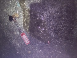 天神崎アジングでソゲが釣れました(^.^)…