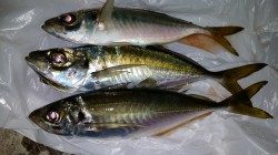 文里湾　カゴ釣りでのアジ釣果