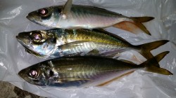 文里湾　カゴ釣りでのアジ釣果