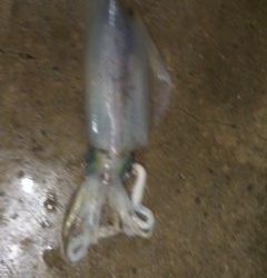 イコギ堤防　ヤエンでアオリイカ900g