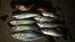 文里湾にてマアジ30cmにマルアジ・ガシラの釣果