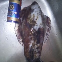 串本漁港周辺アオリイカ　底付近をネチネチシャクリでドンッ