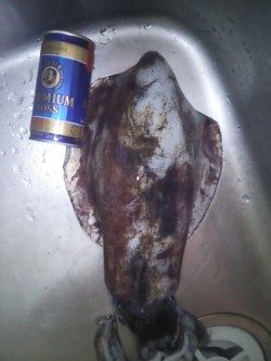 串本漁港周辺アオリイカ　底付近をネチネチシャクリでドンッ