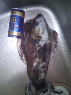 串本漁港周辺アオリイカ　底付近をネチネチシ…