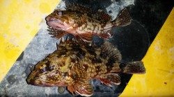 文里湾のカゴ釣りでガシラ