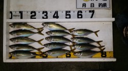 文里湾　朝まづめ迄のカゴ釣りでマアジ好調で…