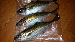 文里湾　朝まづめ迄のカゴ釣りでマアジ30cm