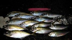 堅田港 カゴ釣りで良型アジ狙えます