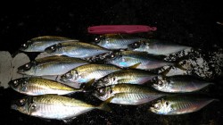 堅田港　カゴ釣りで良型アジ狙えます