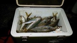 堅田港 カゴ釣りで良型アジ狙えます