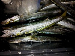 勝浦のカマス、メタルジグやジグヘッドでの釣…