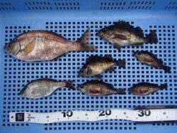 平磯海づり公園にてウキ釣りでウミタナゴ・メバル