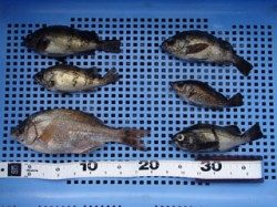 平磯海づり公園　メバルとウミタナゴの釣果