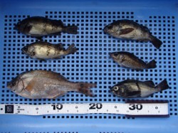 平磯海づり公園　メバルとウミタナゴの釣果