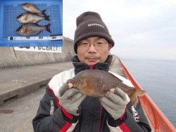 平磯海釣り公園　胴突き仕掛けでウミタナゴの釣果