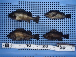 平磯海づり公園　ウキ釣りでメバル