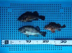 本日もウキ釣りでメバル・ガシラ　平磯海づり公園