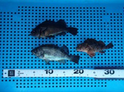 本日もウキ釣りでメバル・ガシラ　平磯海づり…