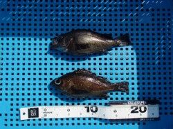 神戸市立平磯海づり公園　シラサでメバルの釣果