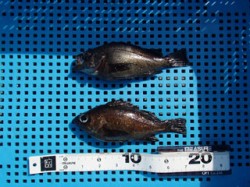 神戸市立平磯海づり公園　シラサでメバルの釣…