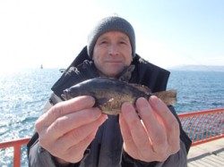 神戸市立平磯海づり公園 ウキ釣りでメバルの釣果
