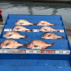 マリーナシティ海洋釣り堀　雨の中でもマダイ8尾