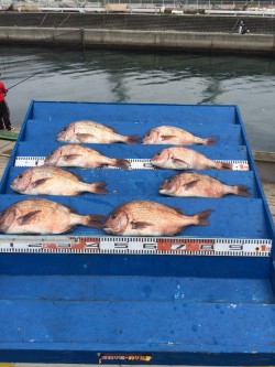 マリーナシティ海洋釣り堀　雨の中でもマダイ…