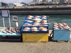 和歌山マリーナシティ海洋釣り堀 少人数貸切でマダイ・メジロ