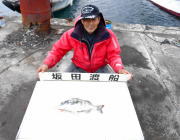 黒島の筏のチヌ釣果