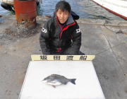 黒島の磯にてチヌの釣果
