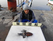 黒島の筏　ヤエン釣りでコウイカ