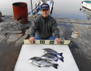 黒島の磯、鷹島のカンドリ　フカセで良型チヌ…