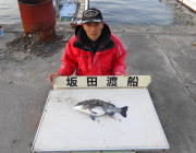 黒島の筏でのチヌ釣果
