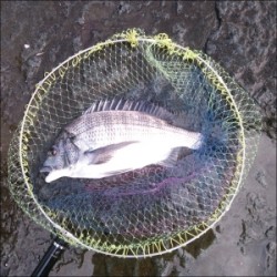 日引磯でチヌ５匹の釣果