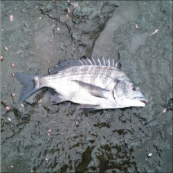 日引磯でチヌ５匹の釣果