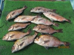 田井の釣り堀にてマダイ10枚