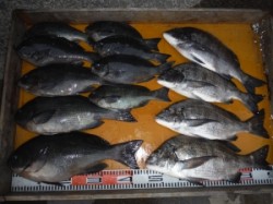 まだまだグレが釣れてます!三尾の磯でフカセ…