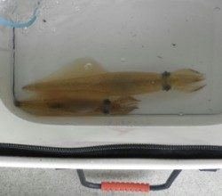 内浦湾の波止でヤリイカの釣果