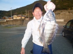 ヒラバエにてフカセで良型チヌ