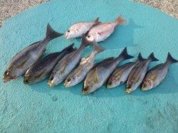 沖一文字内向きのカゴ釣りでイサギの釣果