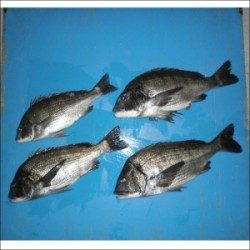 筏では良型のチヌが好調　青井筏等が狙い目