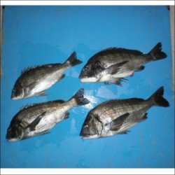 筏では良型のチヌが好調　青井筏等が狙い目