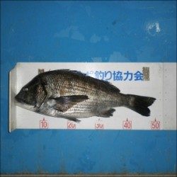 筏では良型のチヌが好調　青井筏等が狙い目