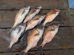 【15日】田井観光フィッシング でメジロ・マダイ