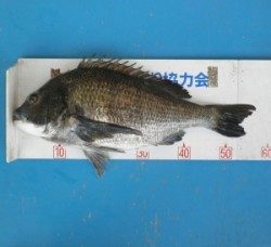 大丹生イカダで大物！チヌ57cm！