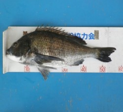 大丹生イカダで大物！チヌ57cm！