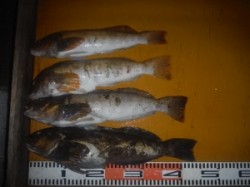 三尾の磯　投げ釣りでアイナメ〜45cm4尾…