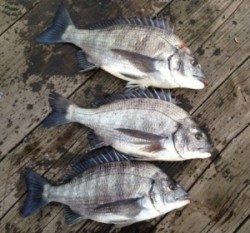 青井イカダでチヌ45cmを頭に3匹の釣果